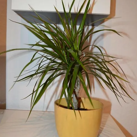 Apartment Top Central